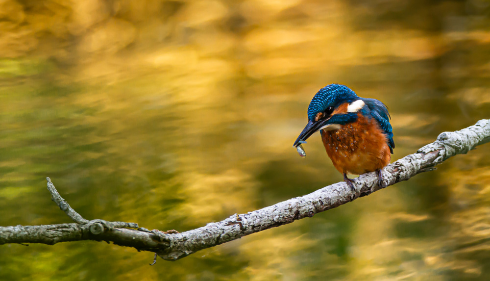 Platz 1 Sieglinde Senser